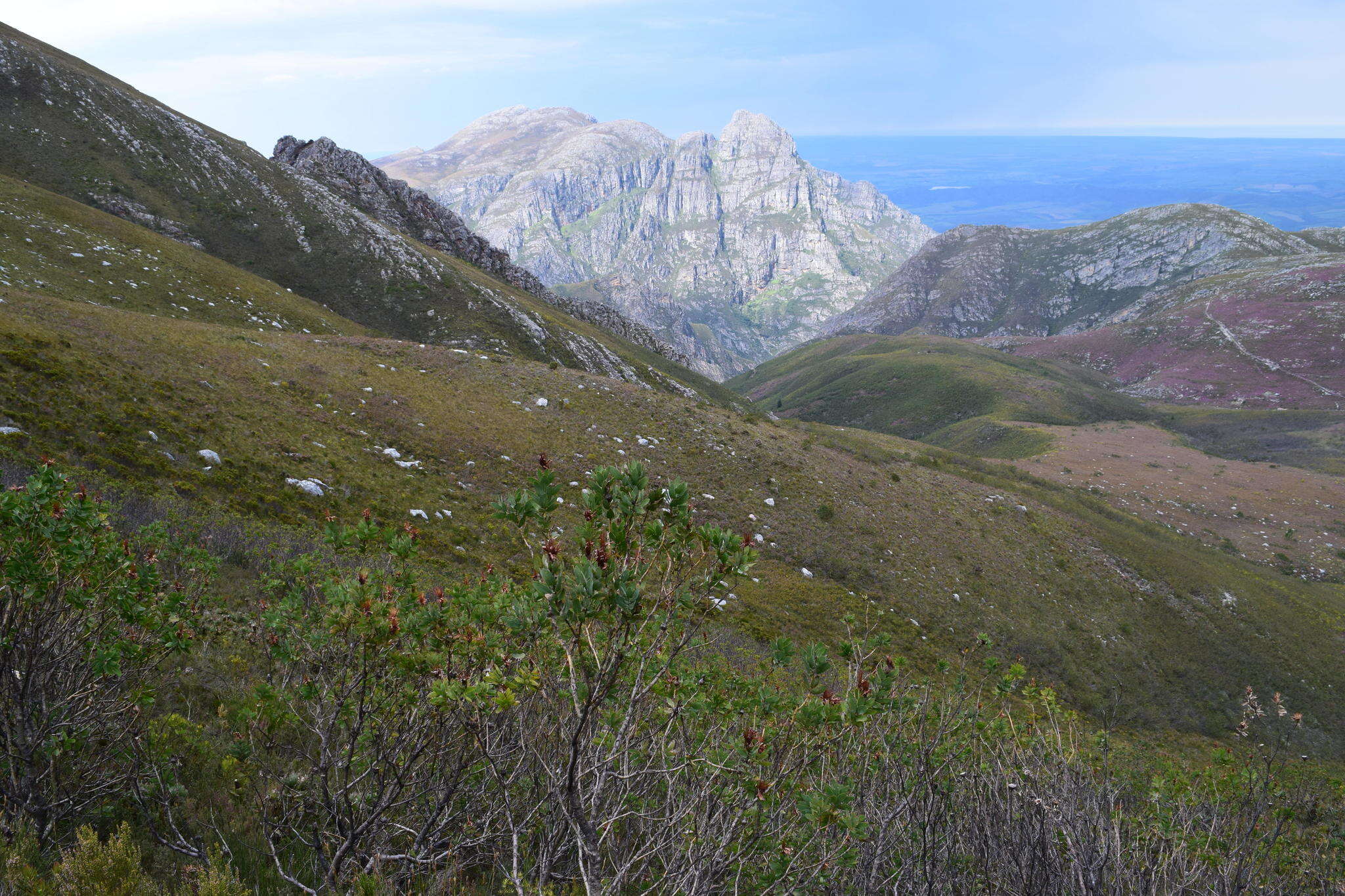 Imagem de Protea aurea subsp. aurea