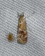 صورة Noctueliopsis bububattalis Hulst