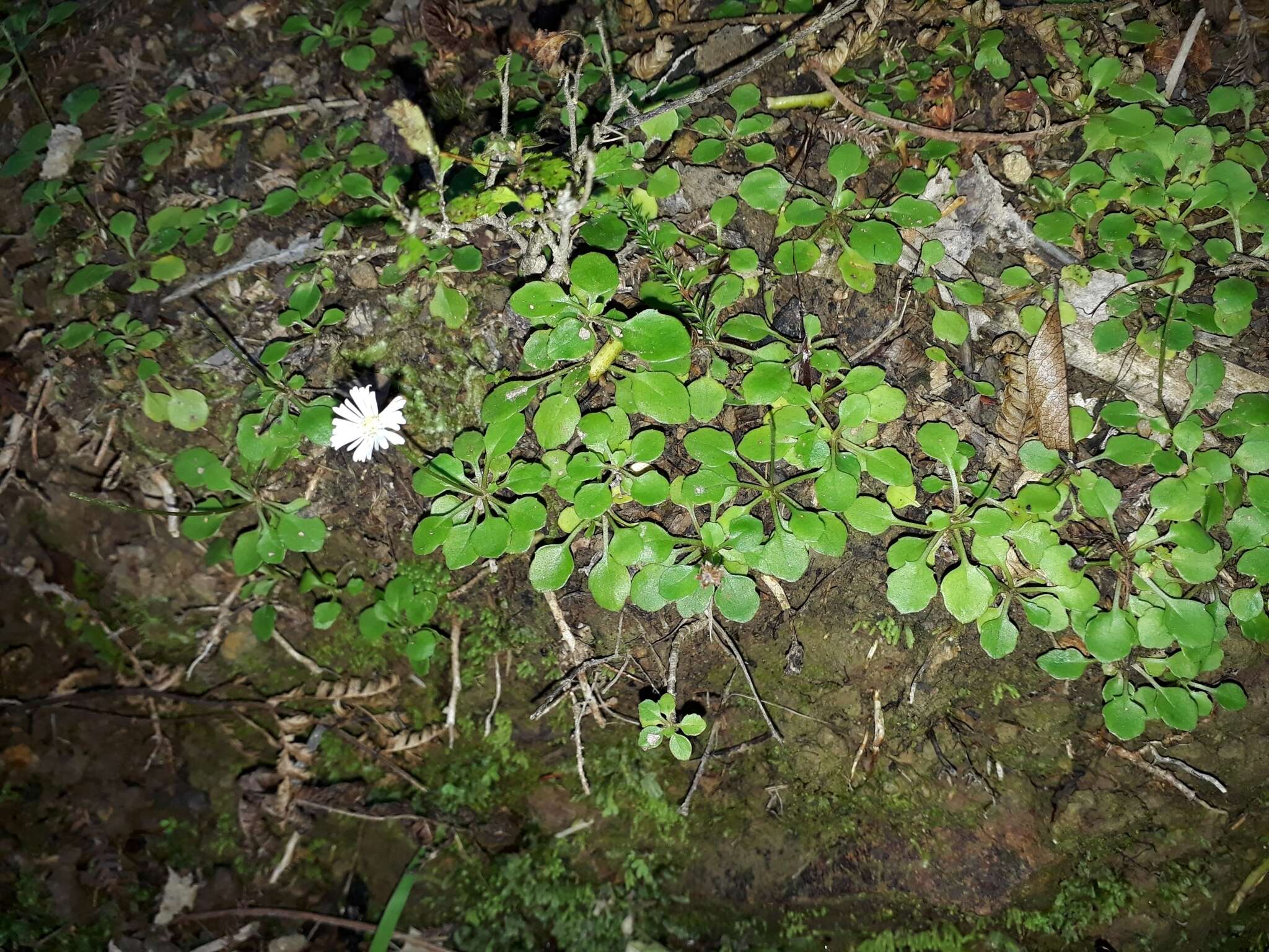 Image de Lagenophora pumila (Forst. fil.) Cheesem.