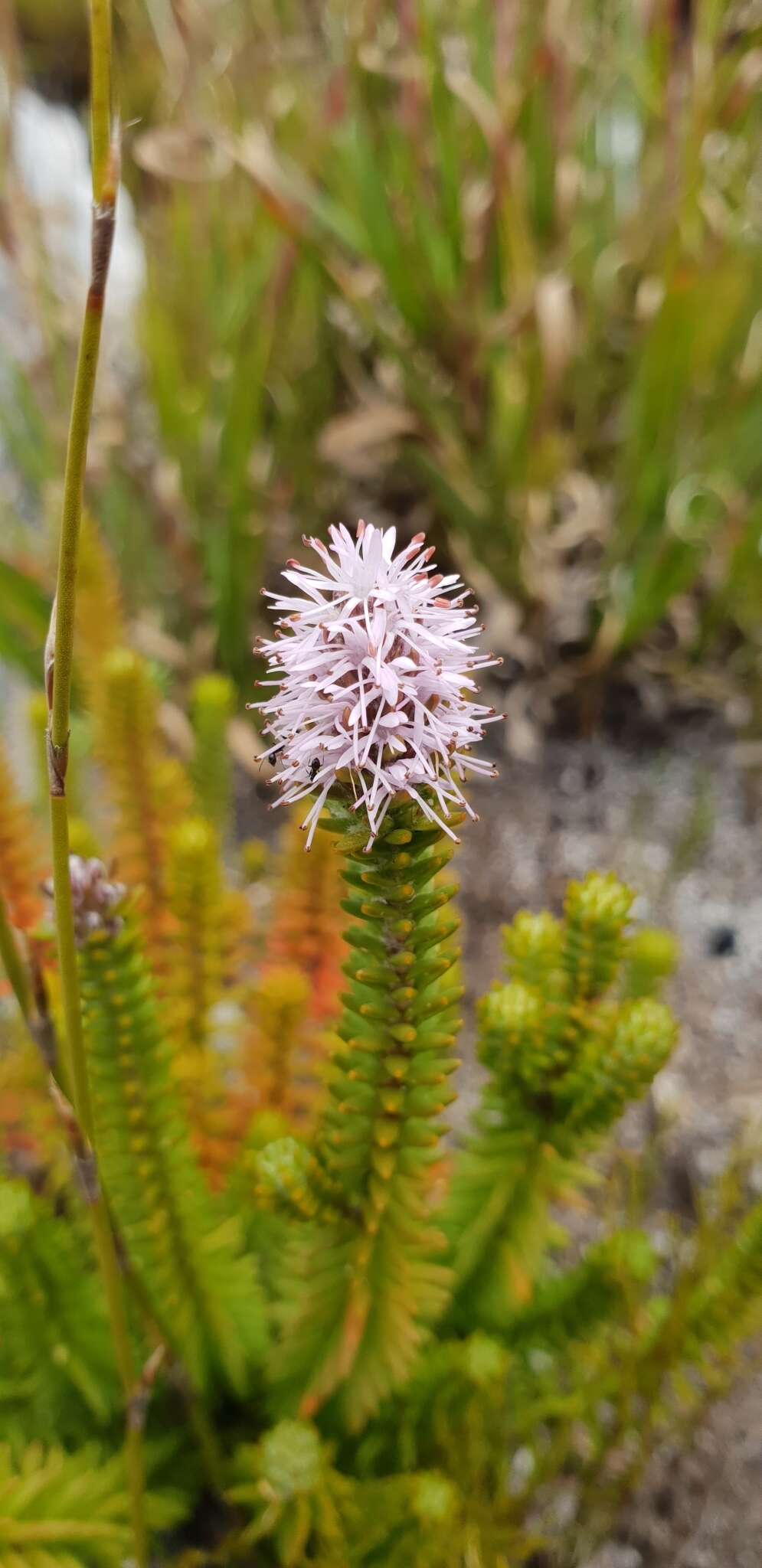 Image of Stilbe ericoides (L.) L.