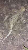 Image of Antilles Leaf-toed Gecko