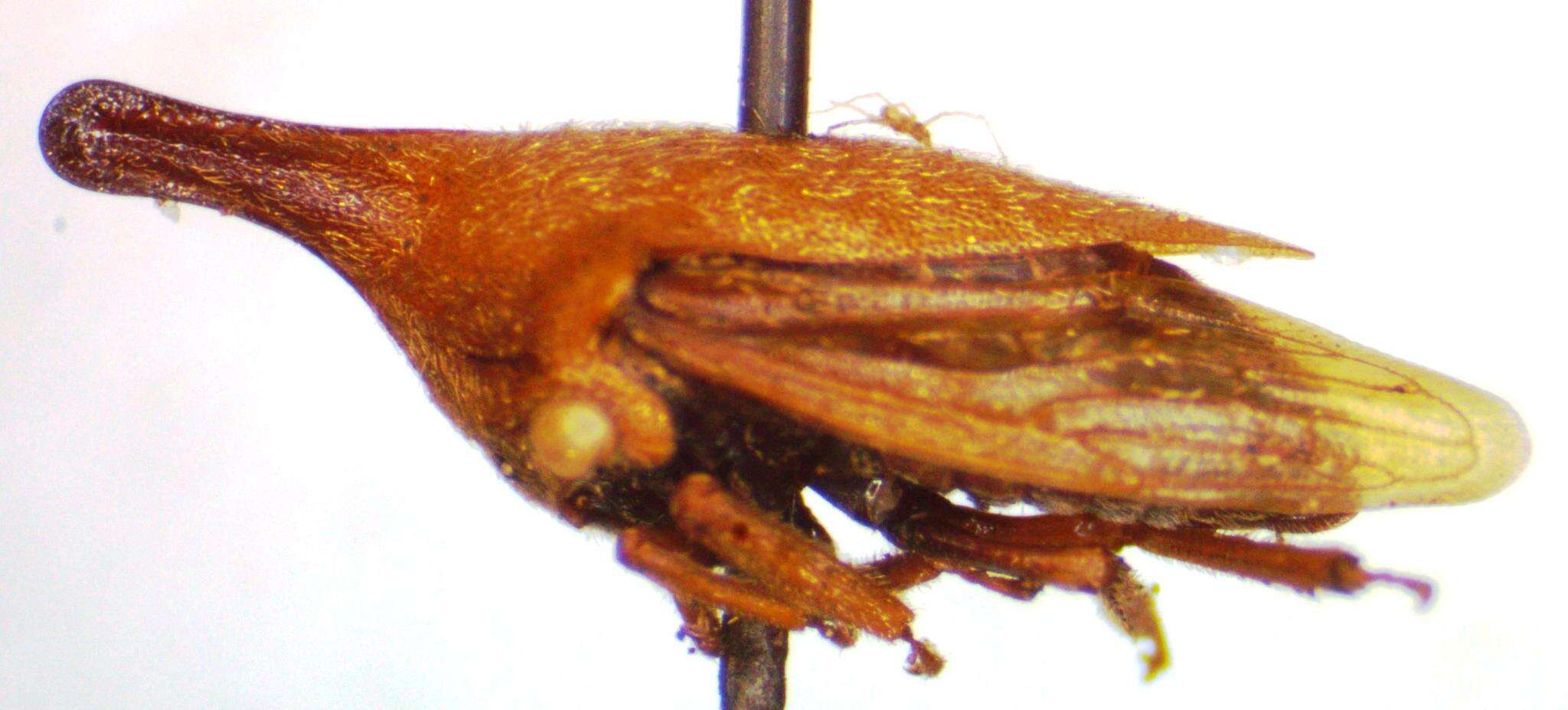 Image of Guayaquila emarginata Dietrich