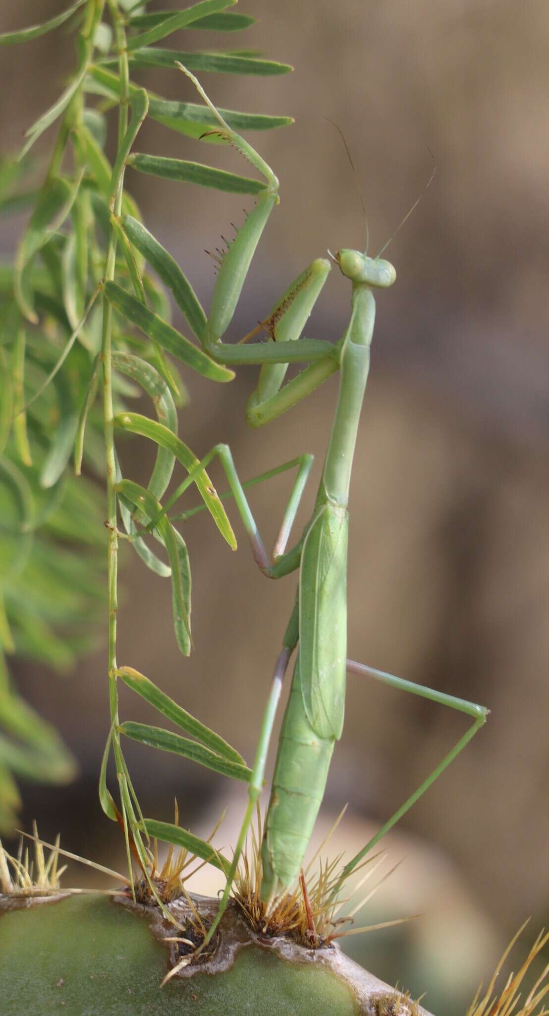 Image of Stagmomantis gracilipes Rehn 1907