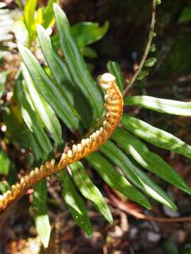 Image de Parablechnum chiriquanum (Broadh.) Gasper & Salino