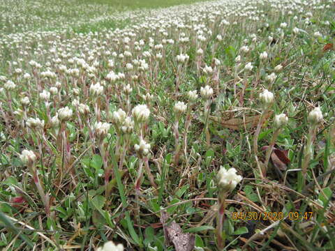 Imagem de Antennaria howellii subsp. neodioica (Greene) R. J. Bayer