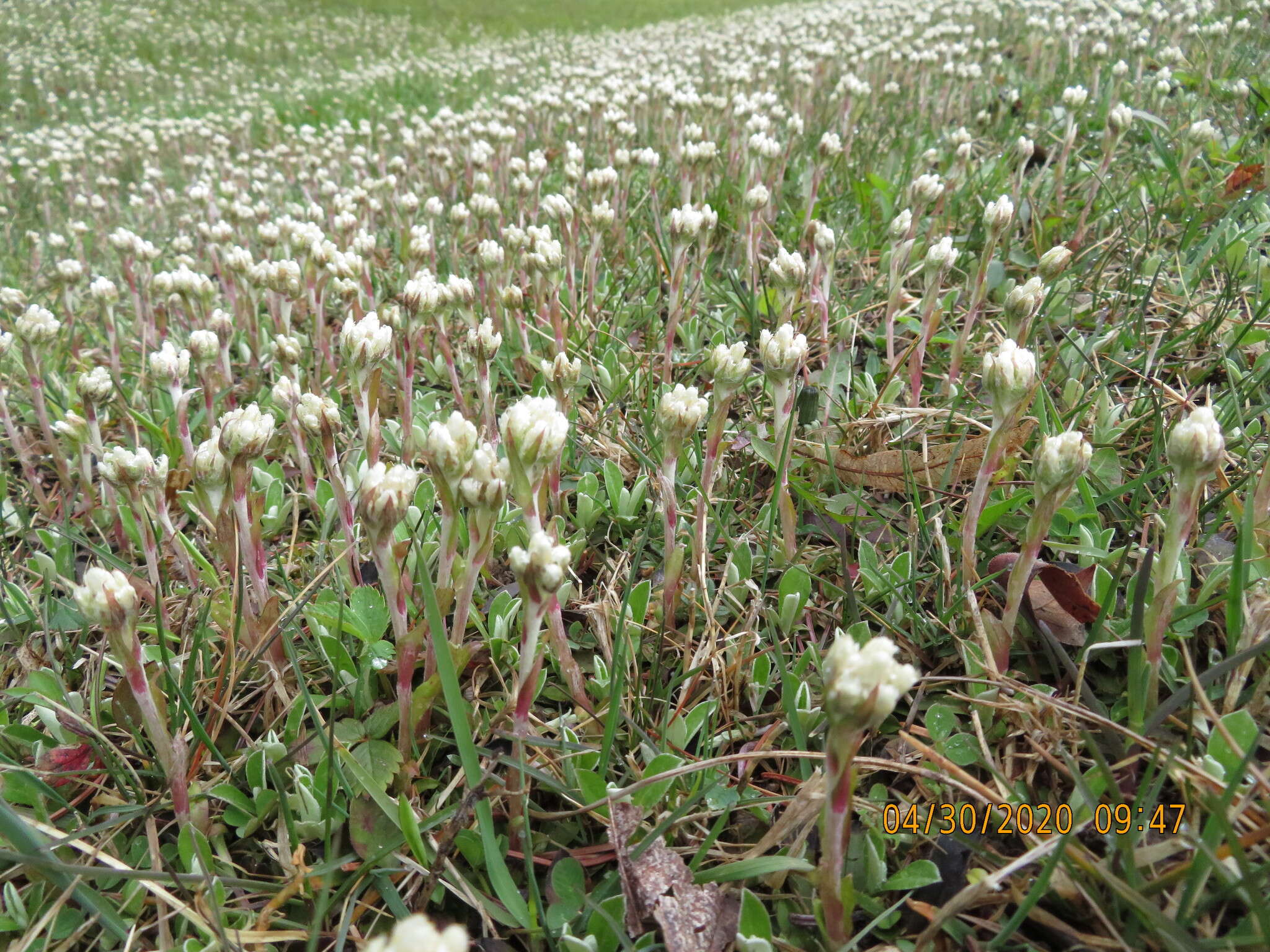 Imagem de Antennaria howellii subsp. neodioica (Greene) R. J. Bayer