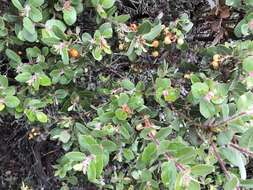 Plancia ëd Arctostaphylos morroensis Wiesl. & Schreiber