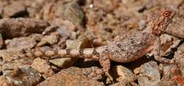 Image of Anchieta's Agama