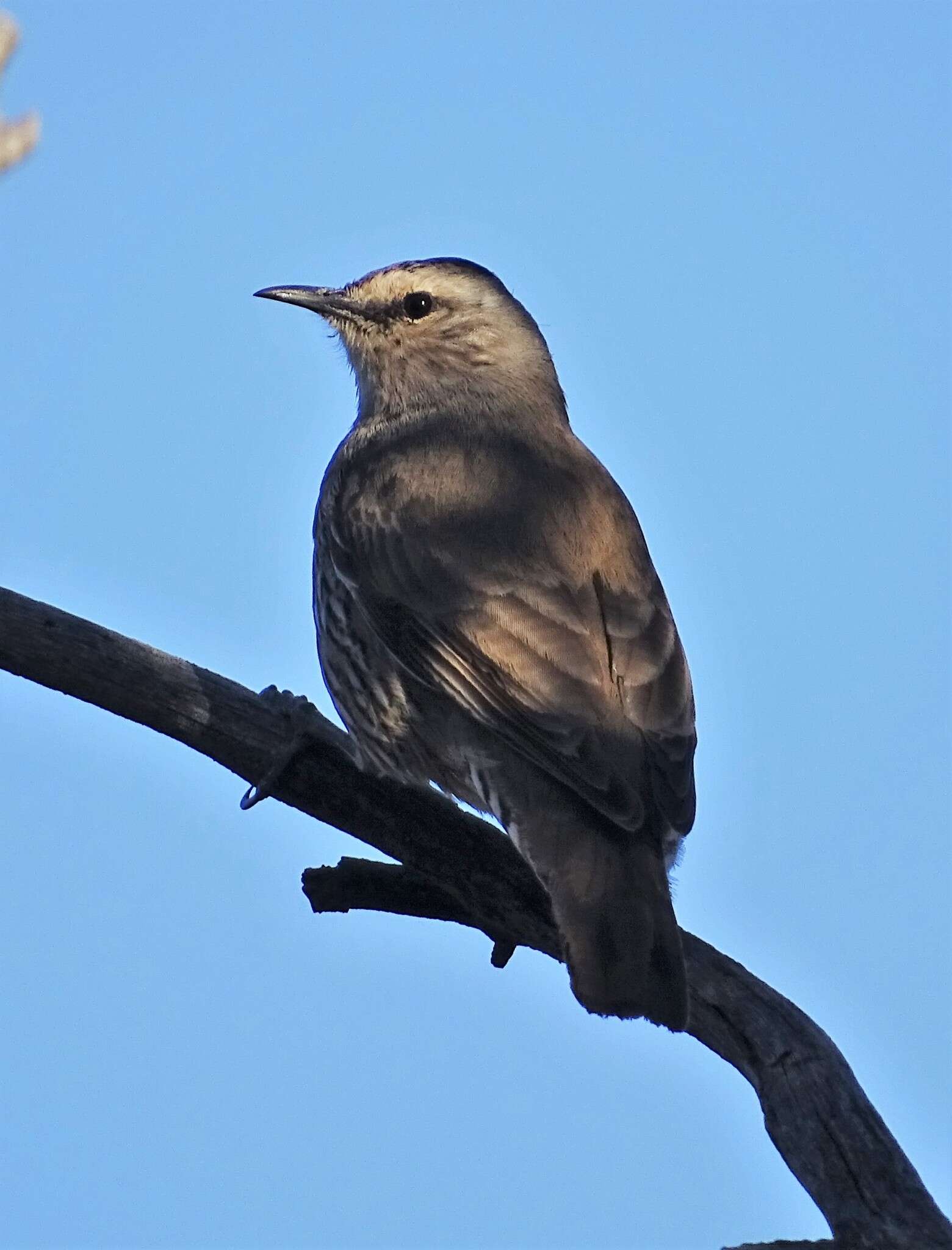 Plancia ëd Climacteris picumnus picumnus Temminck 1824