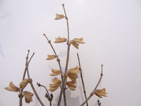 Image of Horminum
