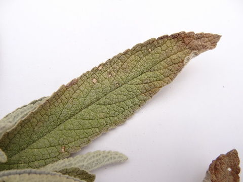 539.gcudg gcul fdgk 496 1368457816 jpg.580x360