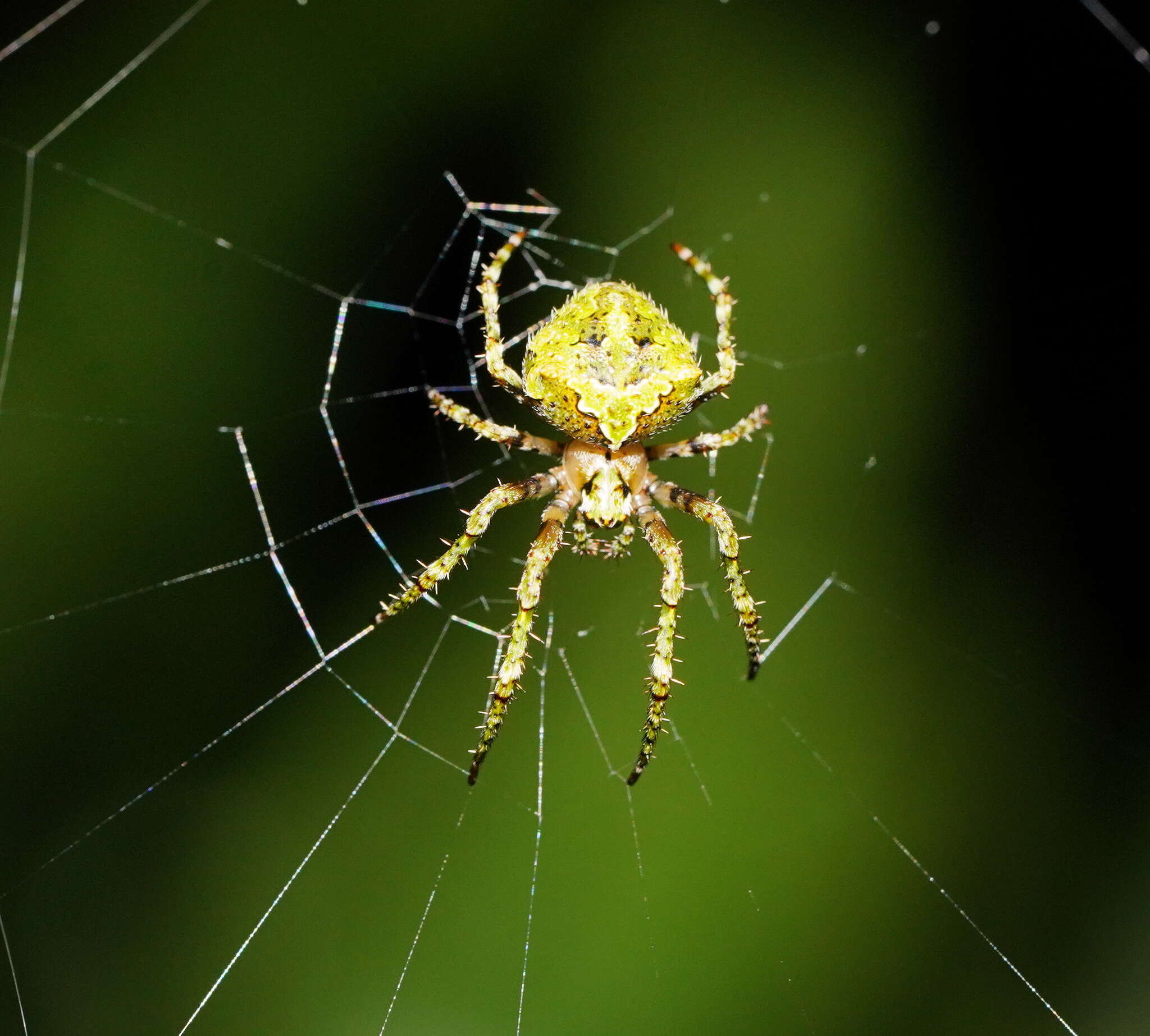 Image of Novaranea courti Framenau 2011