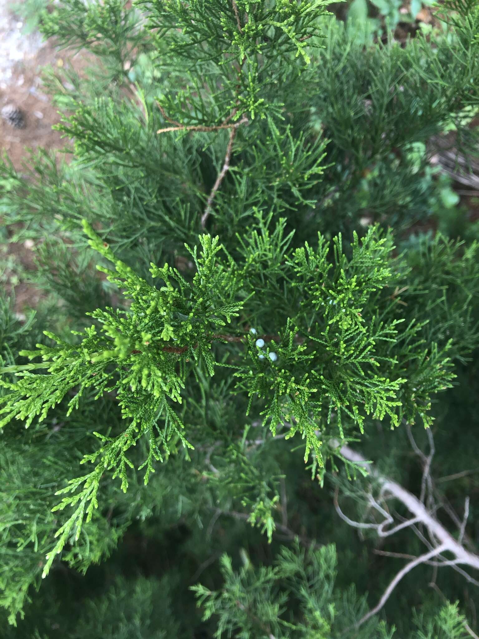 Image of coast juniper