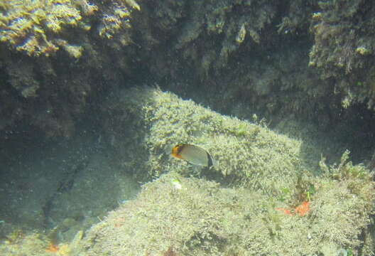 Image of Butterfly fish