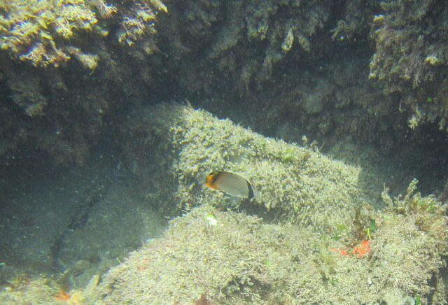 Image of Butterfly fish