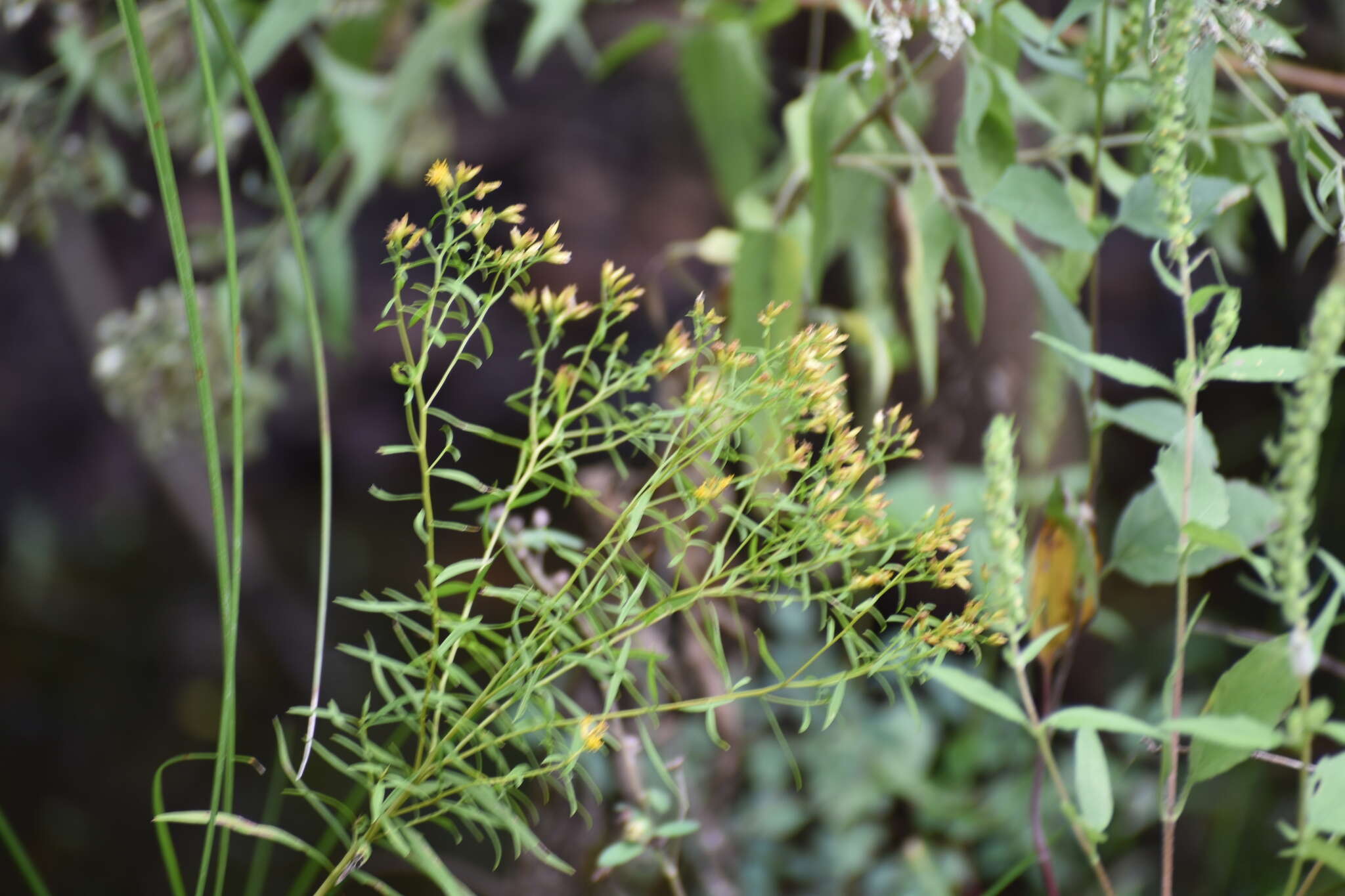 Image of Texas goldentop