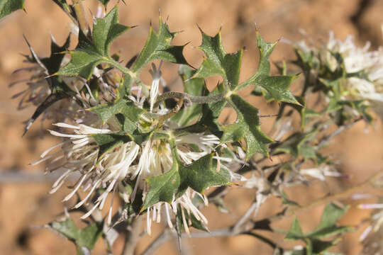 Image of Grevillea tenuiflora (Lindl.) Meissner