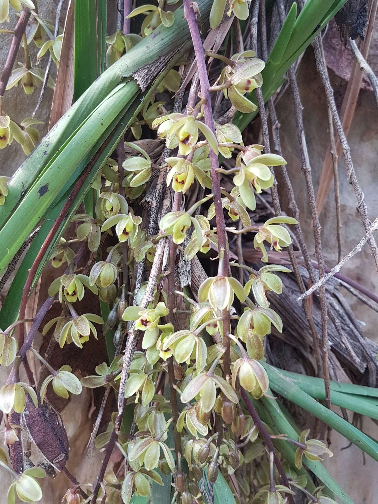 Image of Snake orchid