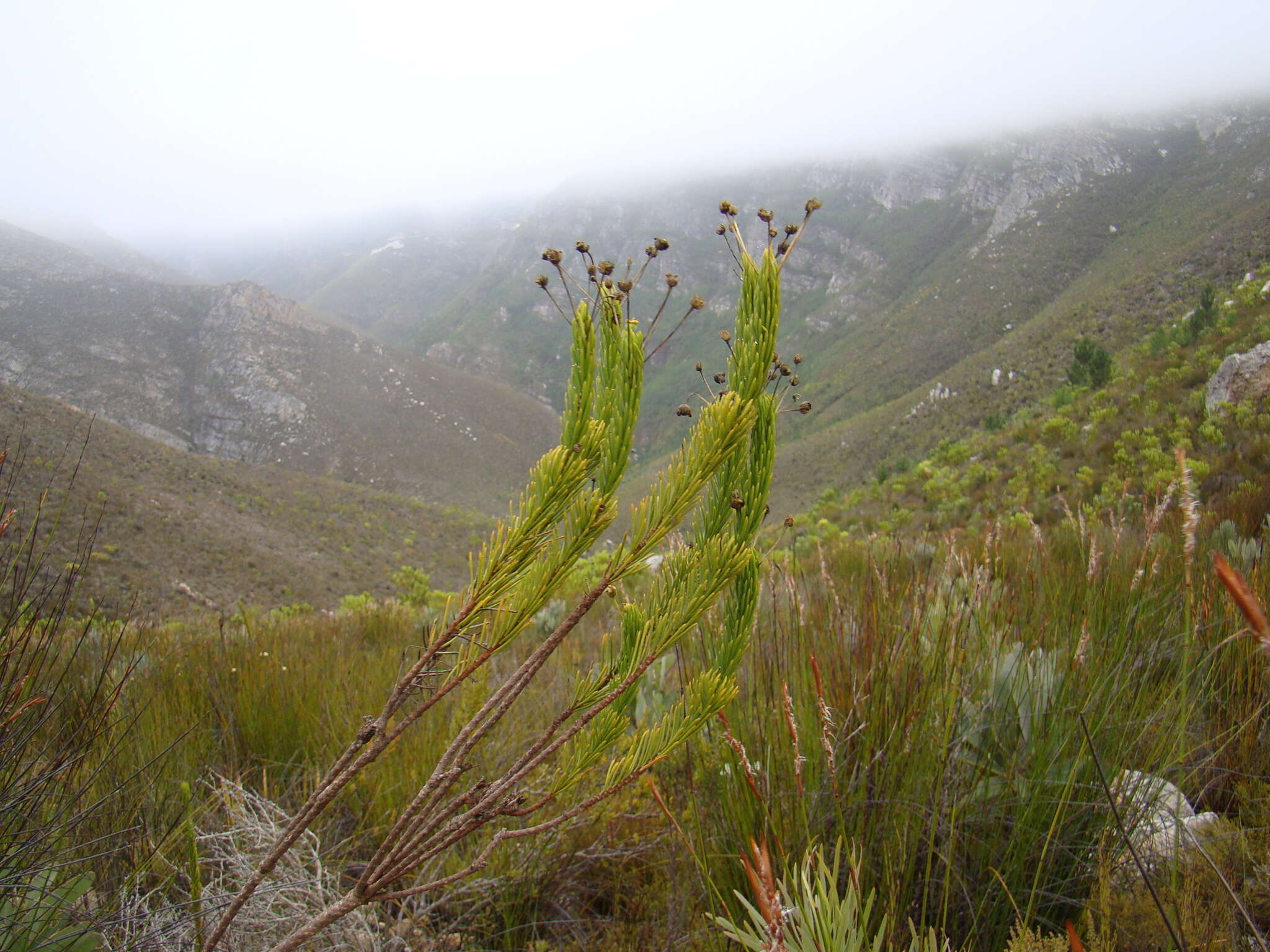 Image of Euryops rehmannii Compton