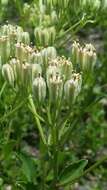 Image of Florida Indian plantain