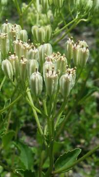 Image of Arnoglossum floridanum (A. Gray) H. Robinson