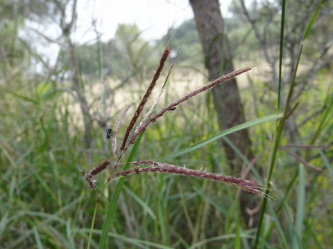 Image of bluestem