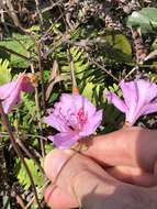 صورة Rhododendron farrerae Tate ex Sweet