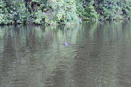 Image of giant otter