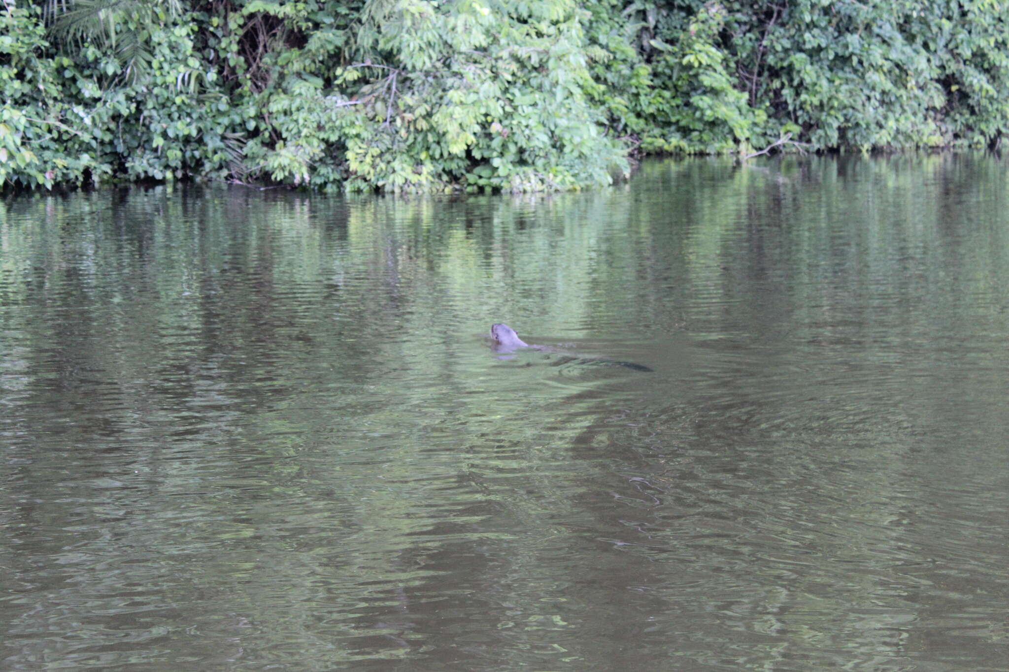 Image of giant otter