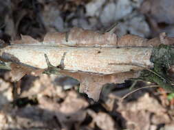 Image of Vuilleminia coryli Boidin, Lanq. & Gilles 1989