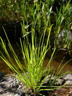 Слика од Fimbristylis autumnalis (L.) Roem. & Schult.