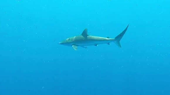 Image of Silky Shark