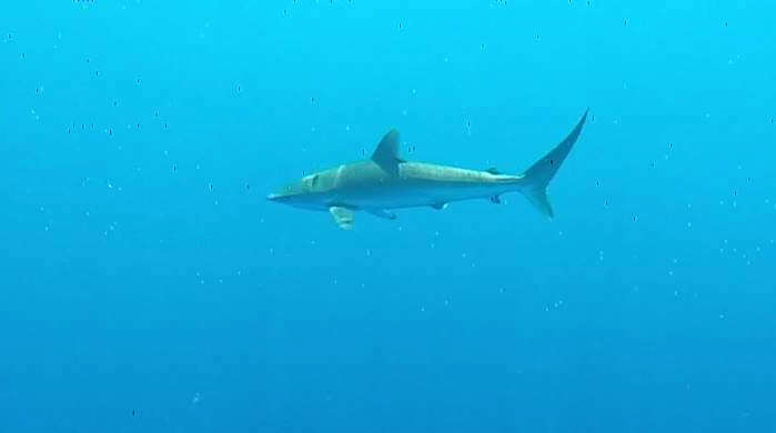 Image of Silky Shark