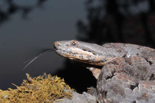 Image of Cross-banded Mountain Rattlesnake