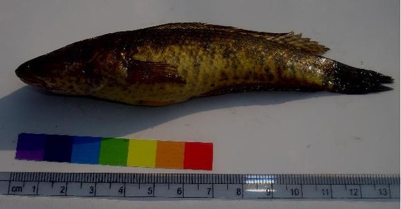 539.gdk cssh02 1340478216 jpg.580x360