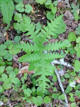 Image of broad beechfern