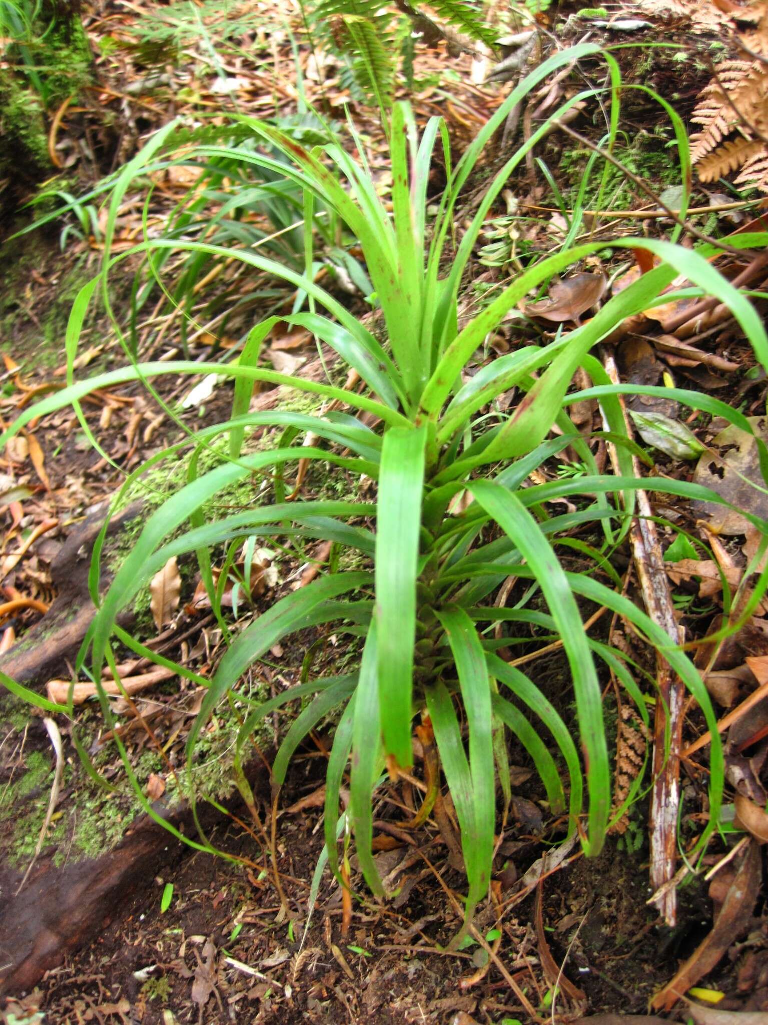 Image of Dracophyllum latifolium A. Cunn.