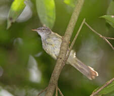 Image of Lowland Tiny Greenbul