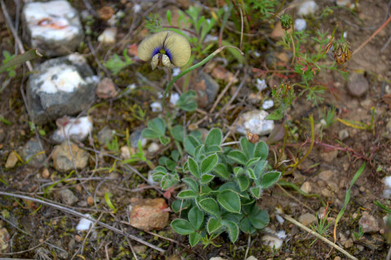 Image of Lotononis villosa Benth.