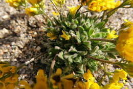 Image of granite draba