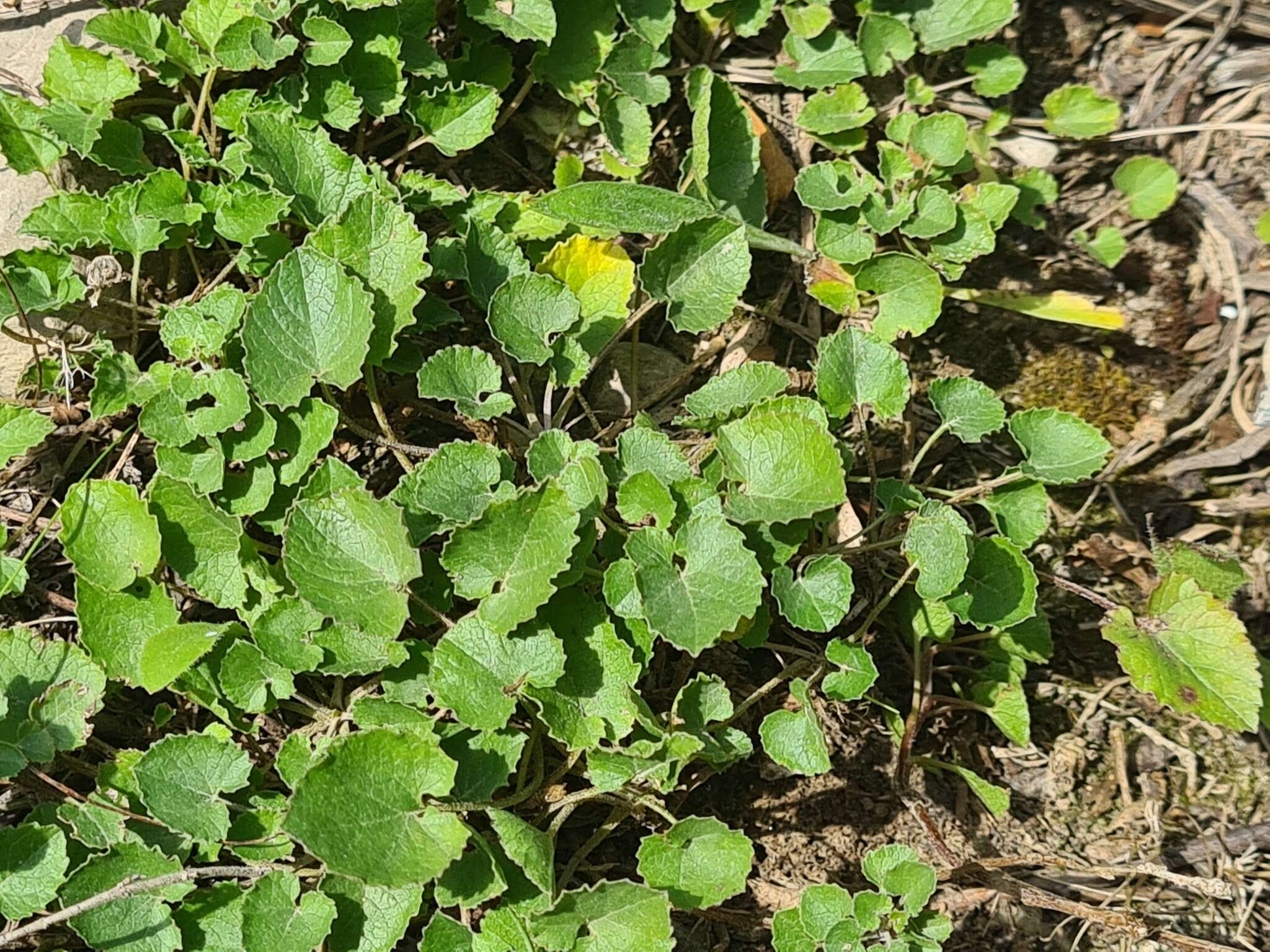 Imagem de Campanula andina Rupr.