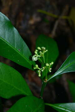 Image of Psychotria manillensis Bartl. ex DC.