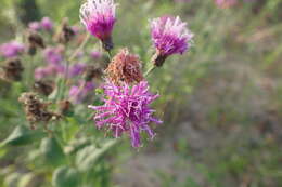 Image of Missouri ironweed