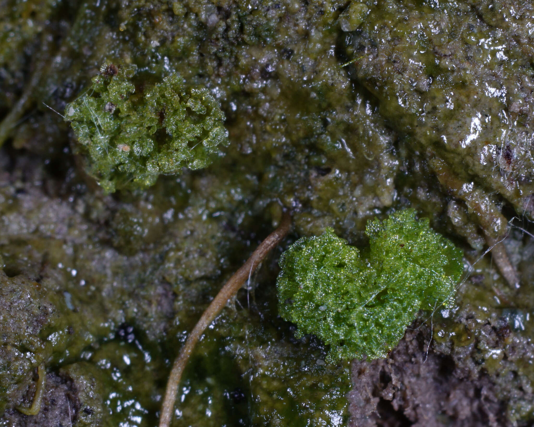 Image of hornwort