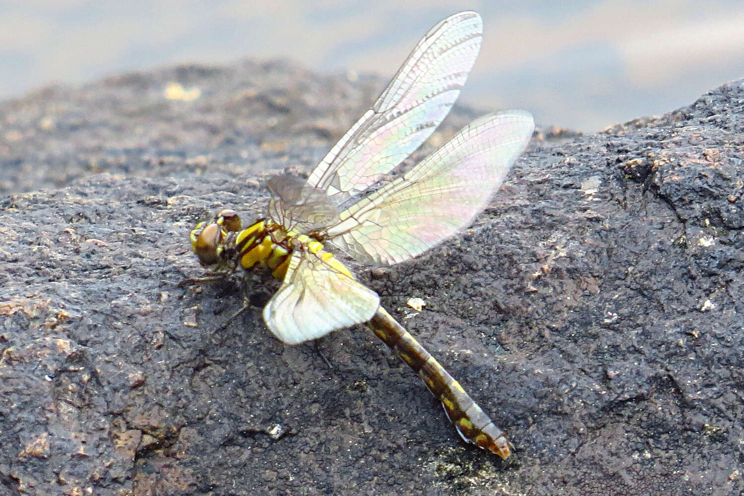 Imagem de Ophiogomphus howei Bromley 1924