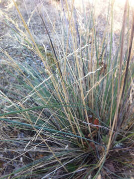 Image of California fescue