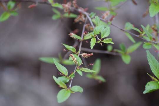 Image de Acalypha leptopoda Müll. Arg.