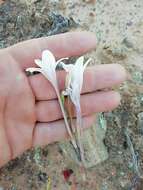 Image of Tritonia flabellifolia (D. Delaroche) G. J. Lewis