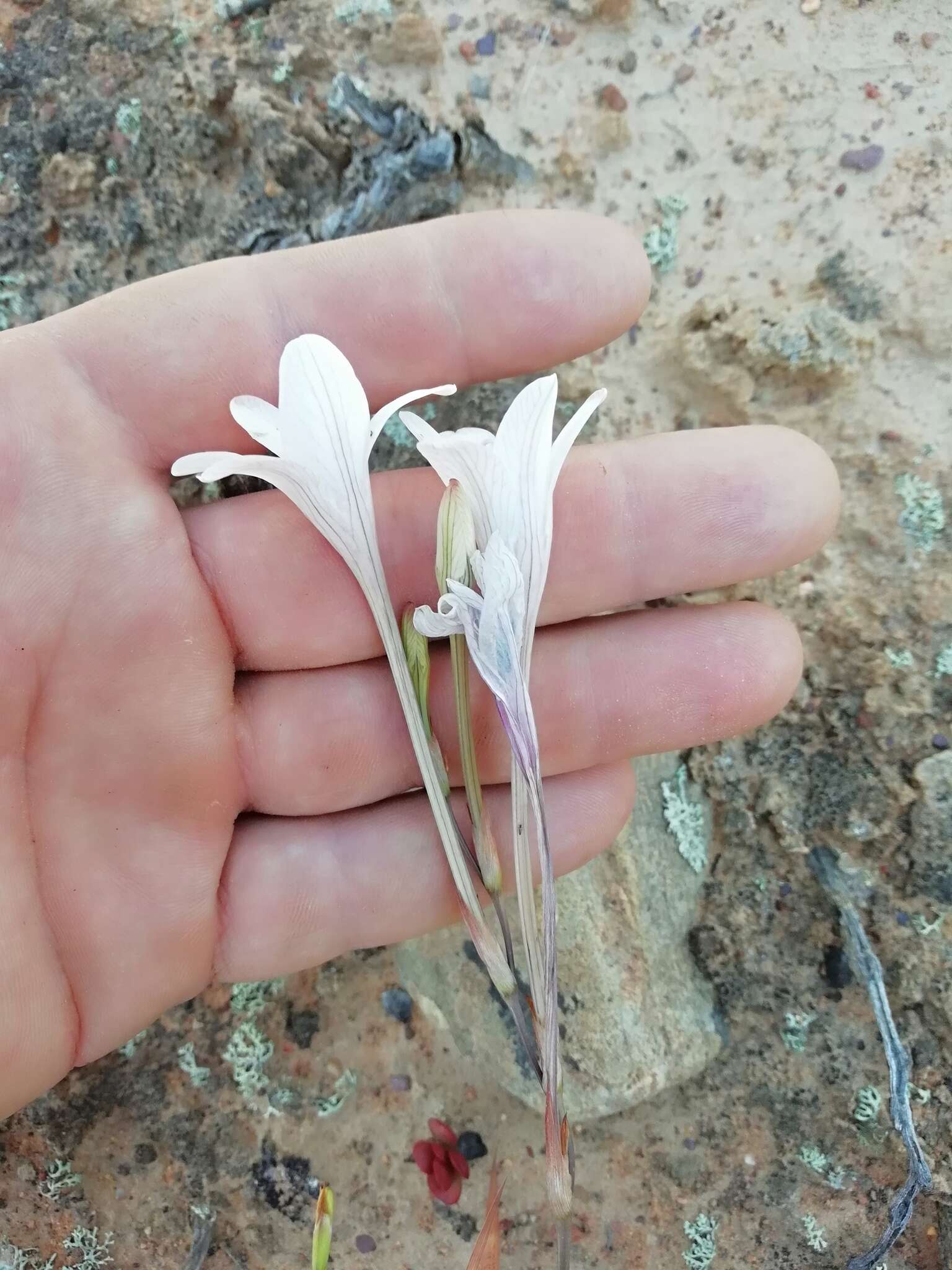 Image of Tritonia flabellifolia (D. Delaroche) G. J. Lewis