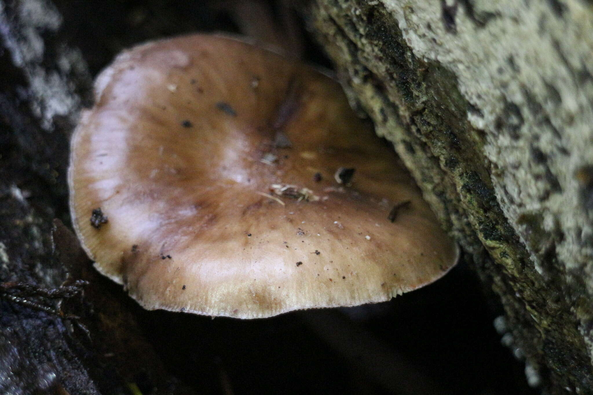 Image of Pluteus cervinus (Schaeff.) P. Kumm.